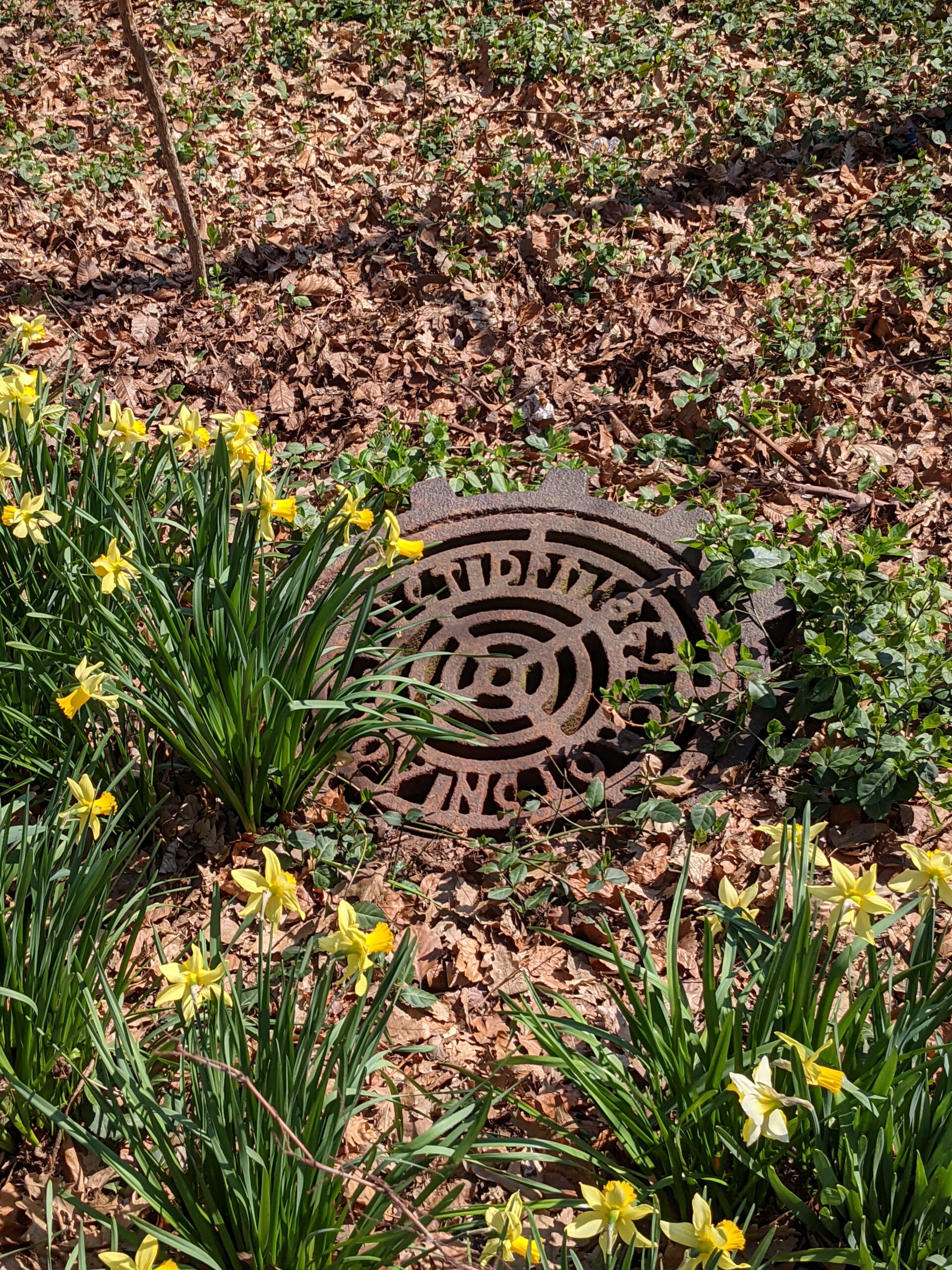 an old manhole cover among yellow flowers