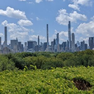 view of manhattan skyline over central park in the summer