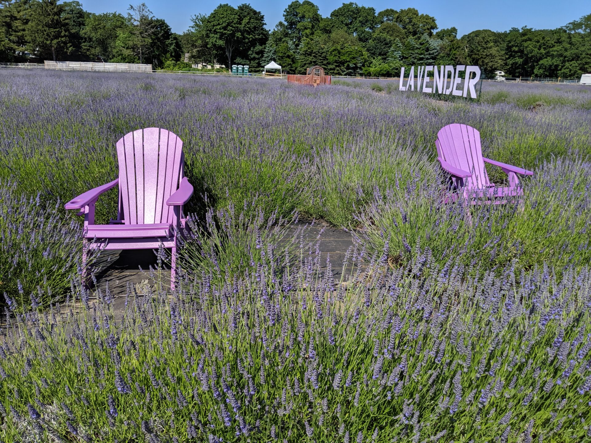 2 lavender colored lounge chairs in the field of lavender
