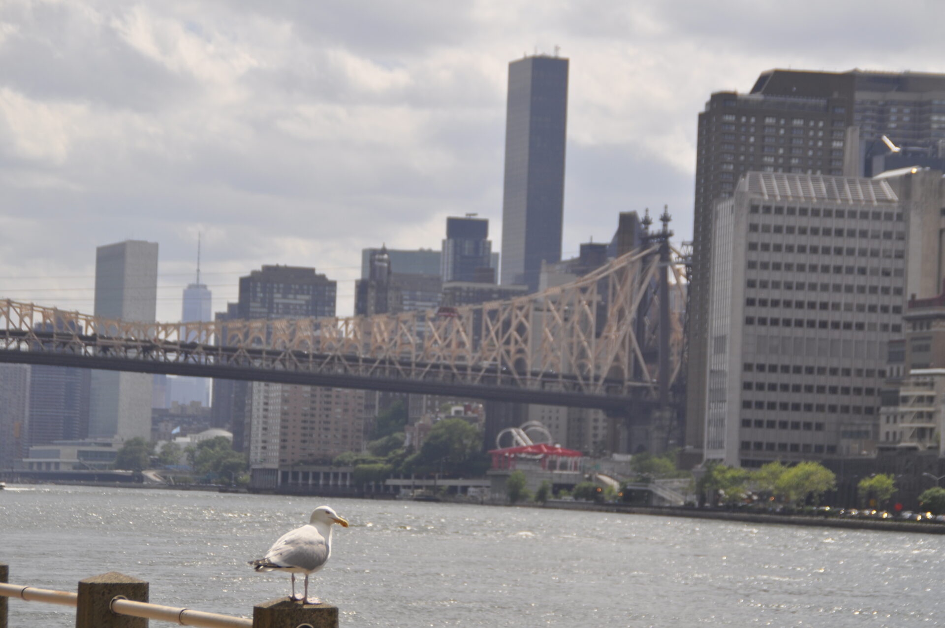 seagull on a post with queensboro bridge on the background